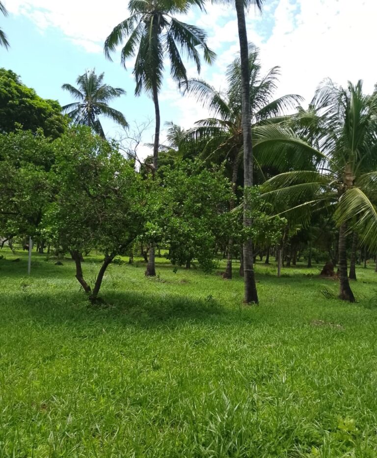 Narran Malindi - Kijiwe Tanga Plots